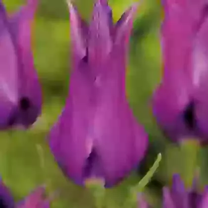 Purple Dream